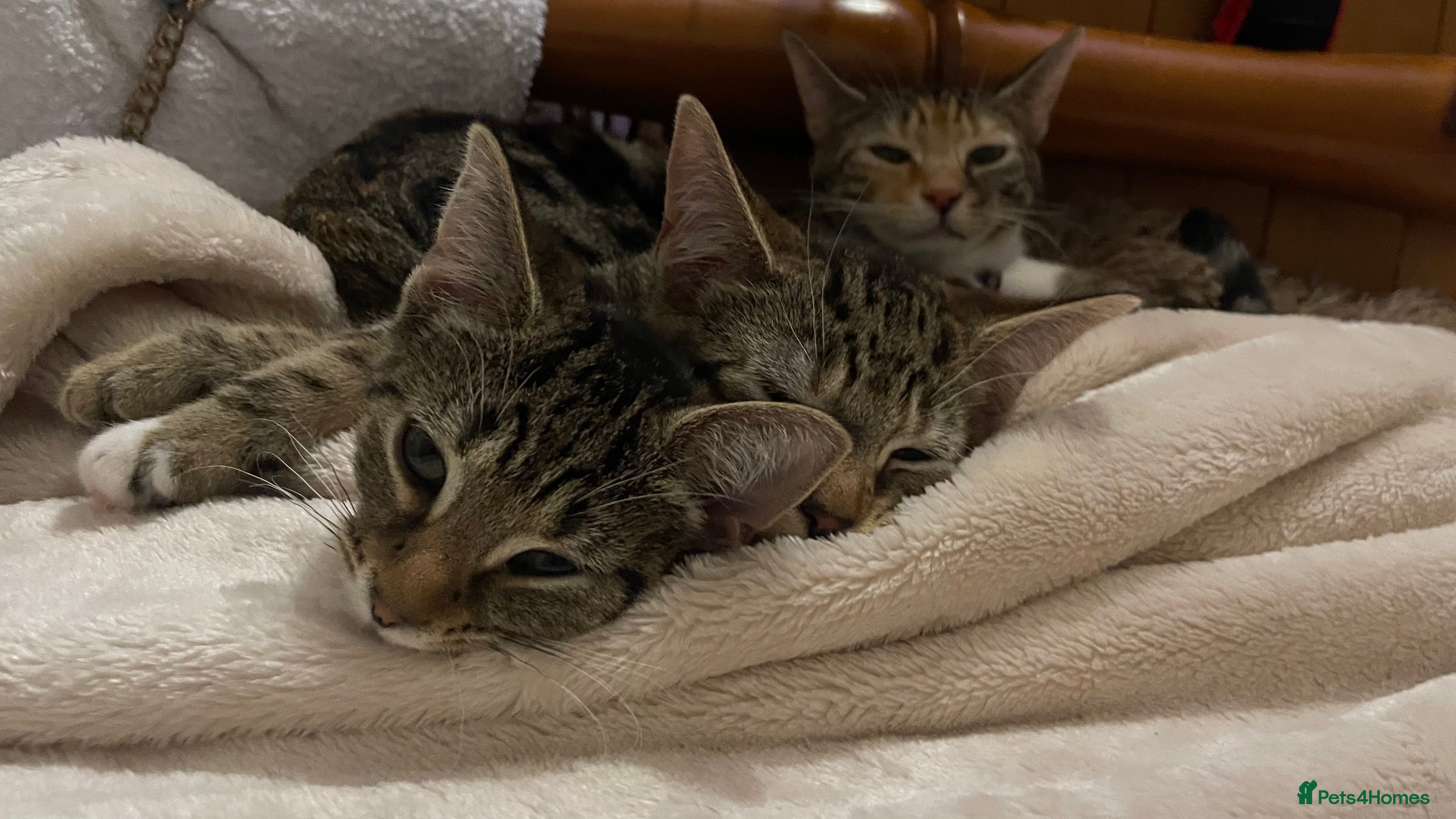 Mixed Breed cats 2 beautiful kittens  - Advert 1