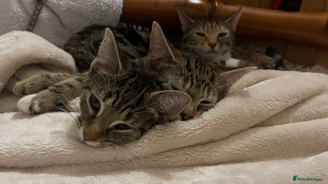 Mixed Breed cats for sale: 2 beautiful kittens  - Advert 1