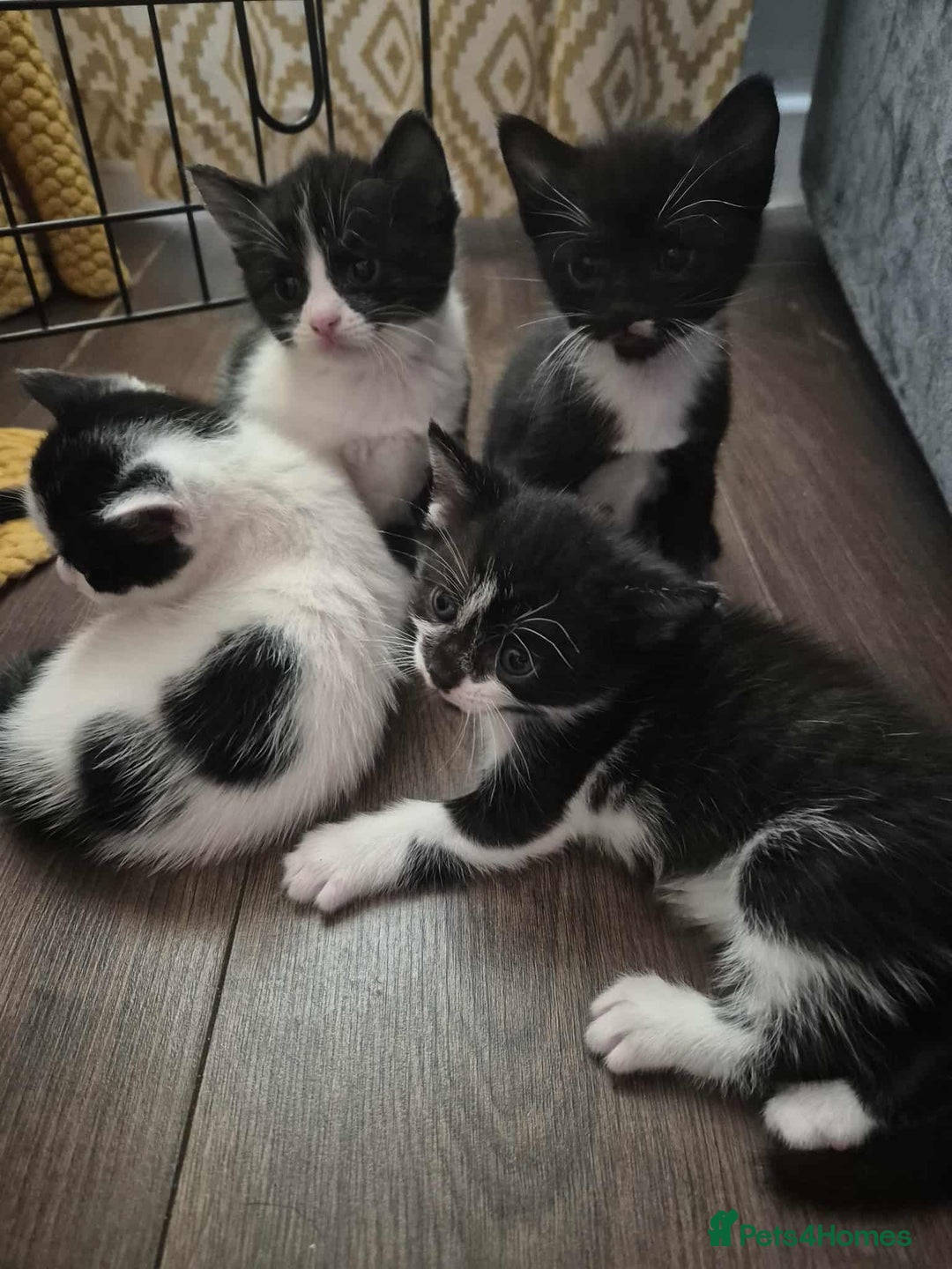 American Shorthair cats for sale: 5 kittens for sale 1boy 4girls.  - Image 12