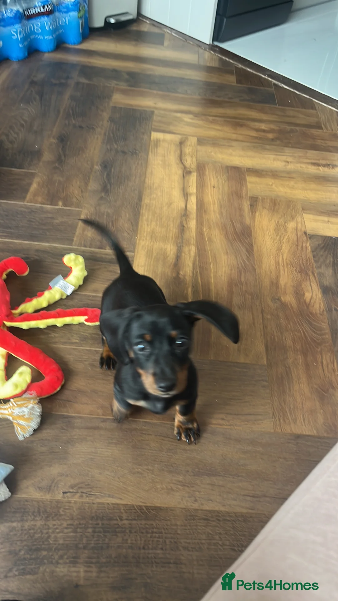 Miniature Dachshund dogs for sale: One Miniature Dachshund girl in Broxbourne - Advert 1