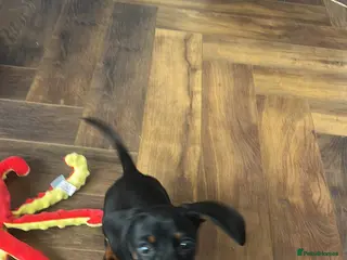 Miniature Dachshund dogs One Miniature Dachshund girl - Advert 15