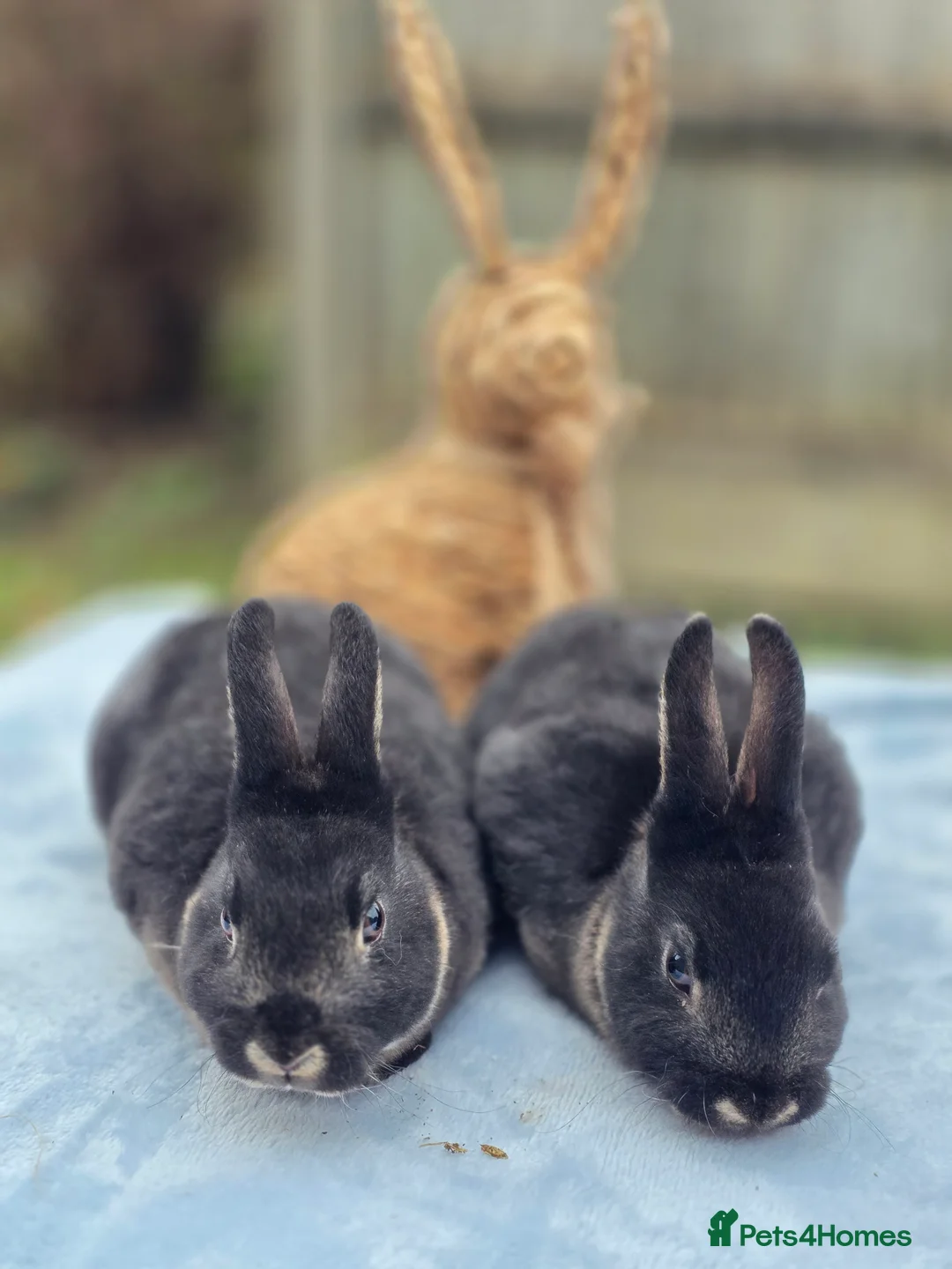 Rex rabbits for sale: Black otter mini rex Bucks  - Advert 2