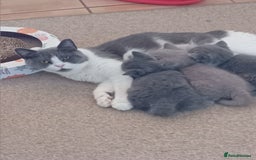 British Shorthair cats for sale: Gorgeous British short-hair kittens  - Image 21