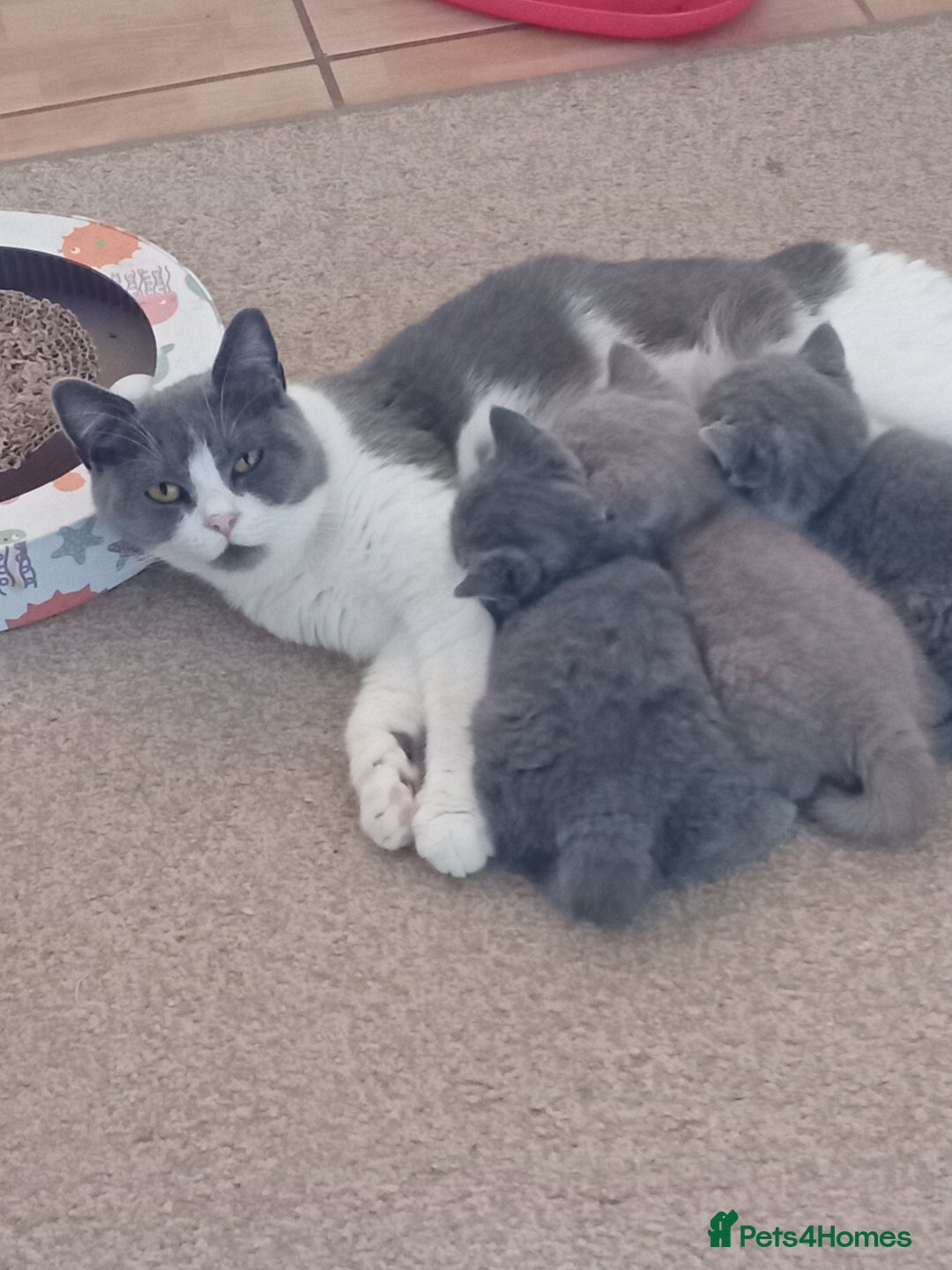 British Shorthair cats for sale: Gorgeous British short-hair kittens  - Image 21