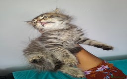 Ragdoll cats for sale: Kittens  - Image 13