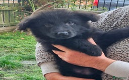 German Shepherd dogs for sale: KC German Shepherd pups LAST 2 BOYS! - Image 37