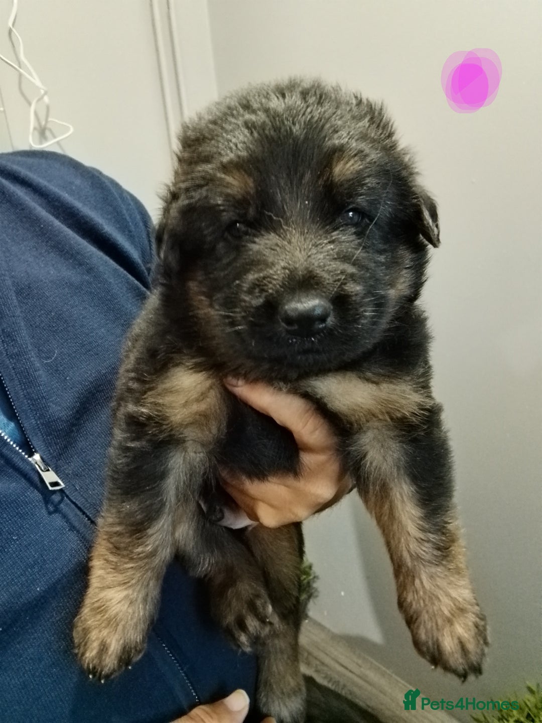 German Shepherd dogs for sale: German Shepherd Puppy's  - Advert 6