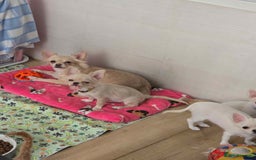 Chihuahua dogs for sale: 3 Handsome (KC) Chihuahua boys left (New photos) - Image 33