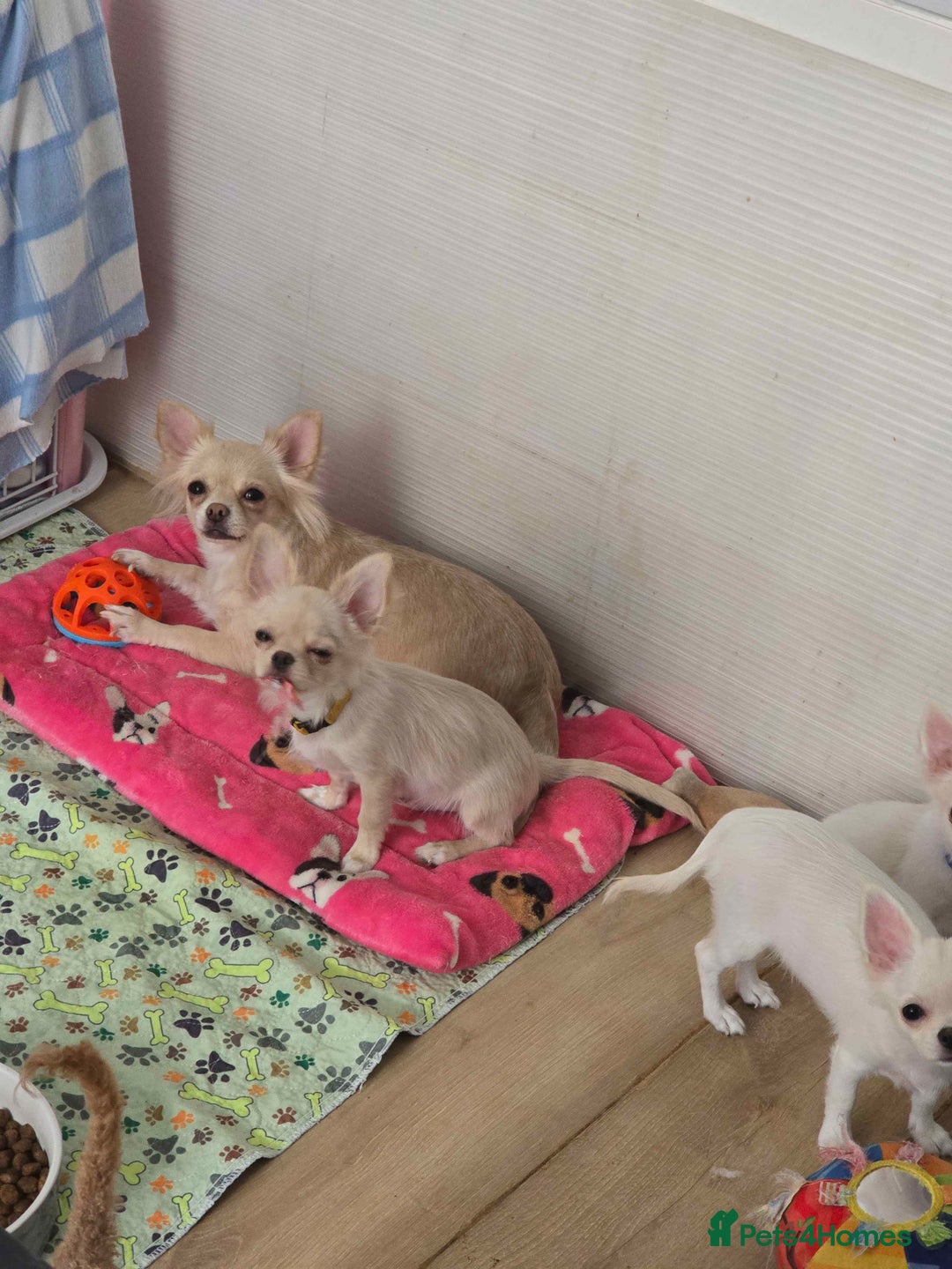 Chihuahua dogs for sale: 3 Handsome (KC) Chihuahua boys left (New photos) - Image 33