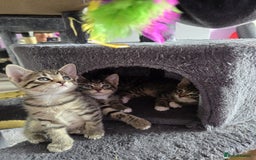 Domestic Shorthair cats for sale: 🐾Playful Kittens -Tabby or black/white🐾 - Image 2