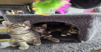 Domestic Shorthair cats - Advert 11