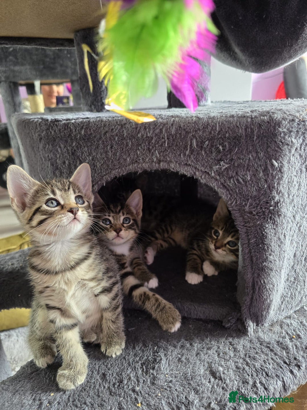 Domestic Shorthair cats for sale: 🐾Playful Kittens -Tabby or black/white🐾 - Image 2