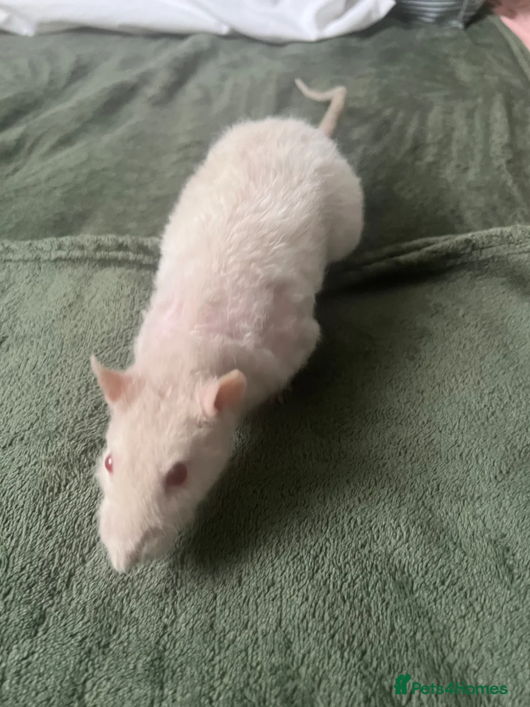 Rat rodents for sale: 2 Dumbo Rats - Advert 2