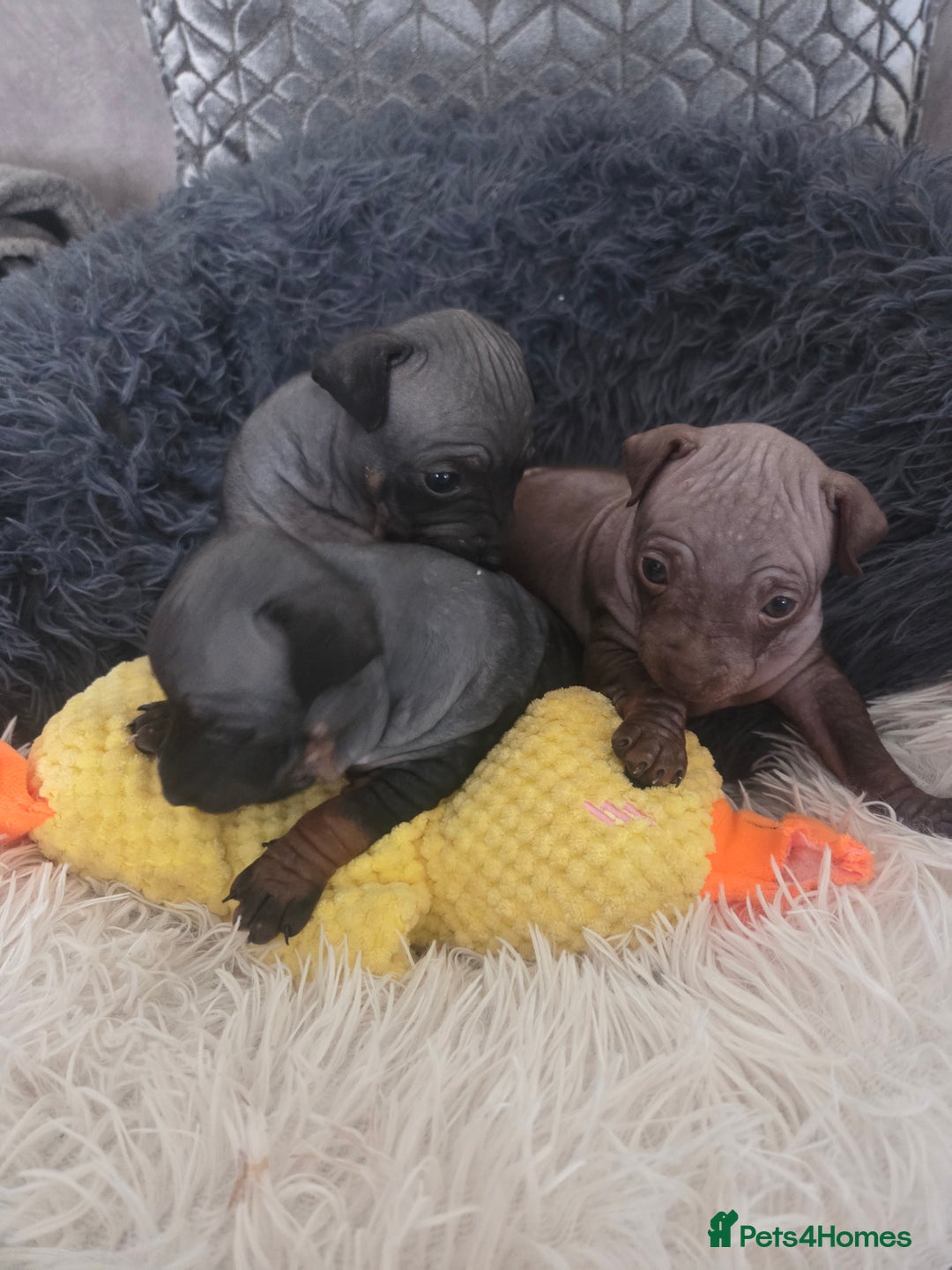 Mexican Hairless dogs for sale: American hairless terrier - Advert 3