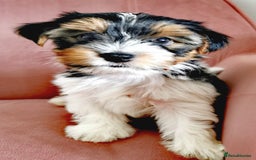 Yorkshire Terrier dogs for sale: Biewer Yorkshire Terrier🐶 Two Boys🧬PURE BLOOD in Hull - Image 7
