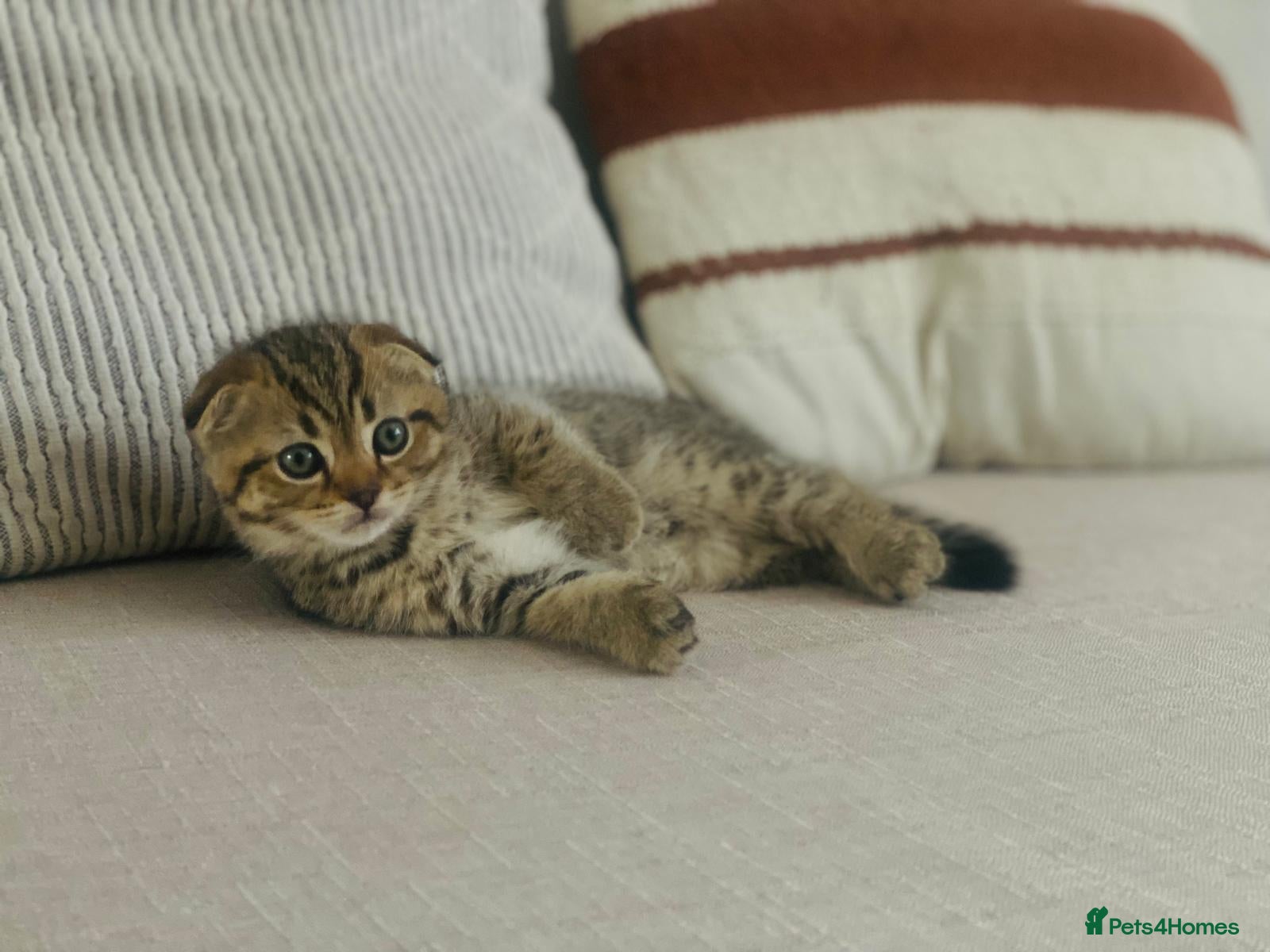 Scottish Fold cats 🐾Cute🐱 Scottish fold and Scottish straight🐱🐾 - Advert 2