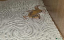 Gecko reptiles for sale: Leopard gecko  - Image 4