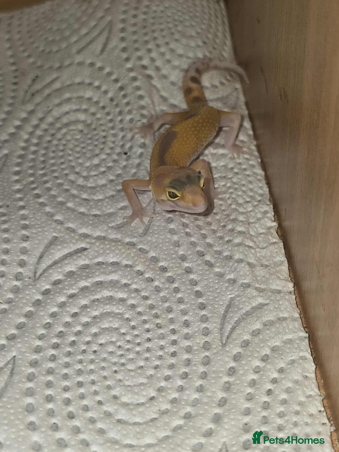 Gecko reptiles for sale: Leopard gecko  - Image 4