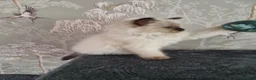 Ragdoll cats for sale: Ragdoll kittens  in Knottingley - Advert 16