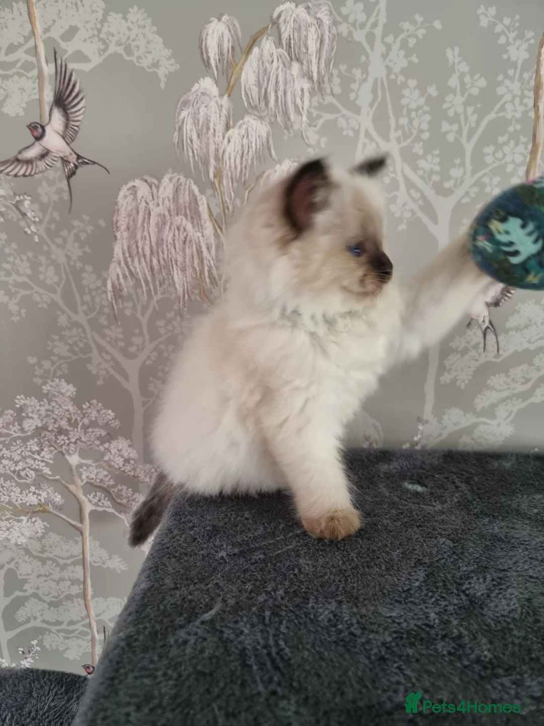 Ragdoll cats for sale: Ragdoll kittens  in Knottingley - Advert 16
