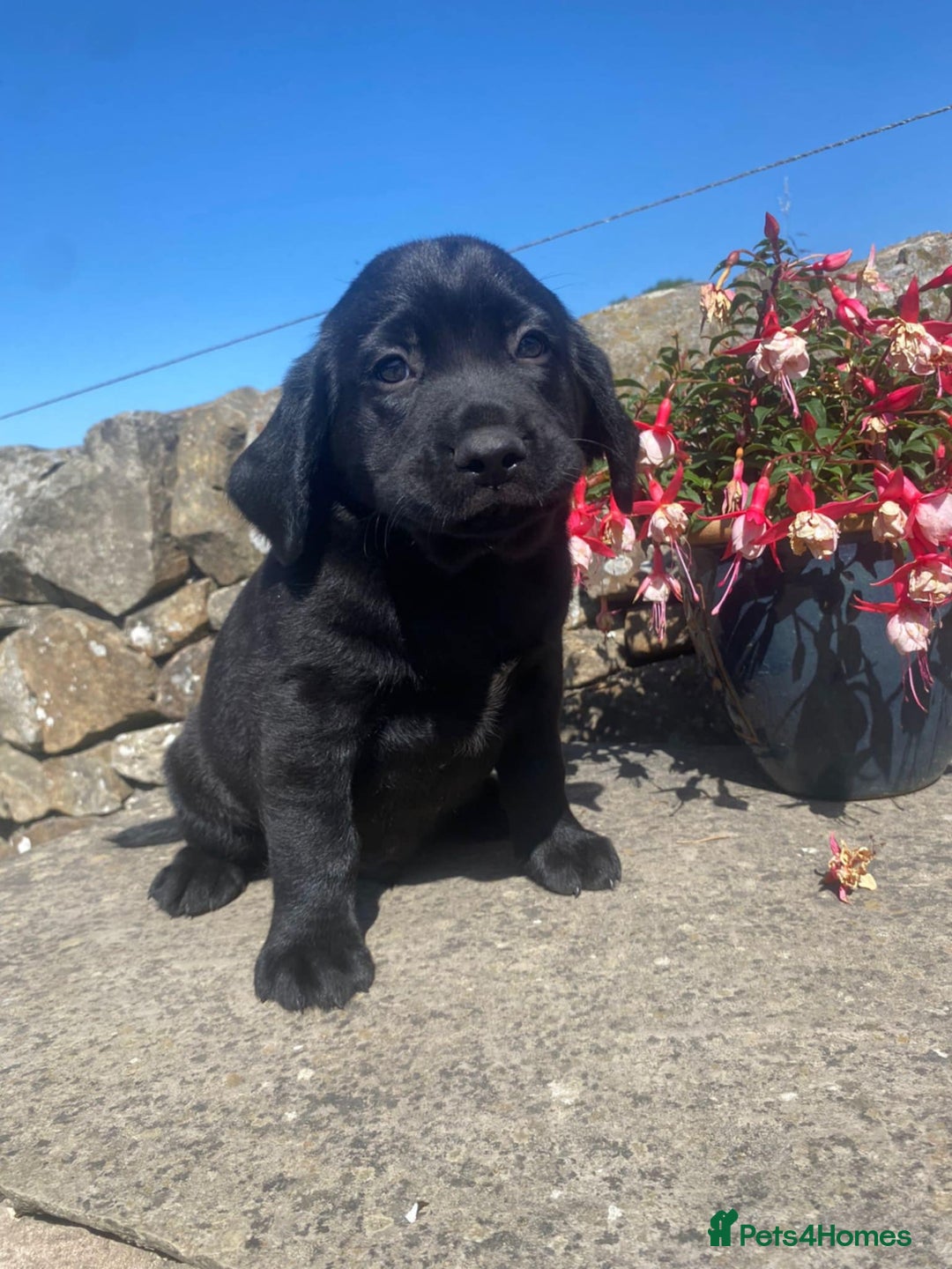 Springador dogs for sale: Quality Springador puppies for sale  - Image 1