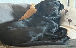 Labrador Retriever dogs for stud: FOR STUD. HANDSOME PROVEN LABRADOR  - Image 2