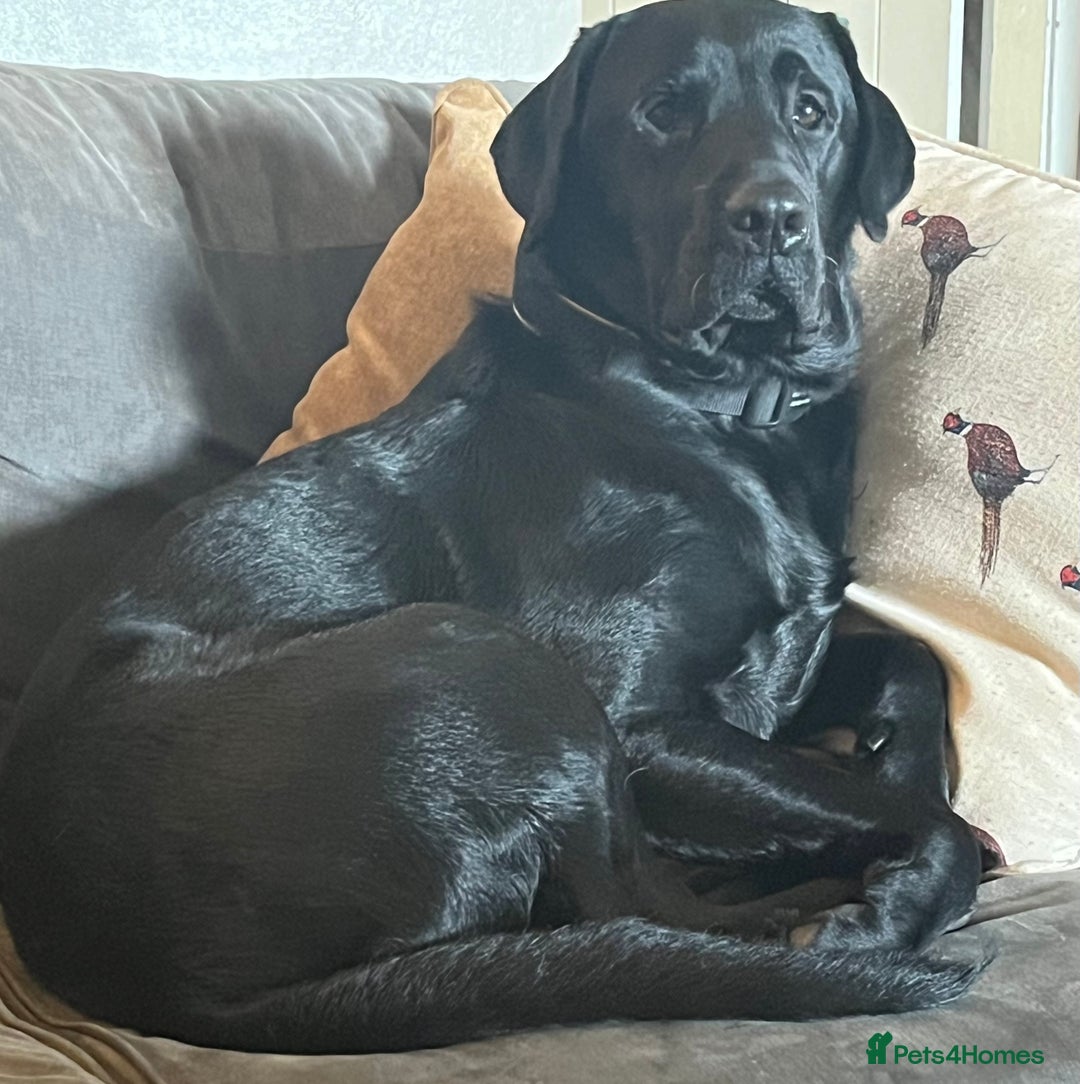 Labrador Retriever dogs for stud: FOR STUD. HANDSOME PROVEN LABRADOR  - Image 2