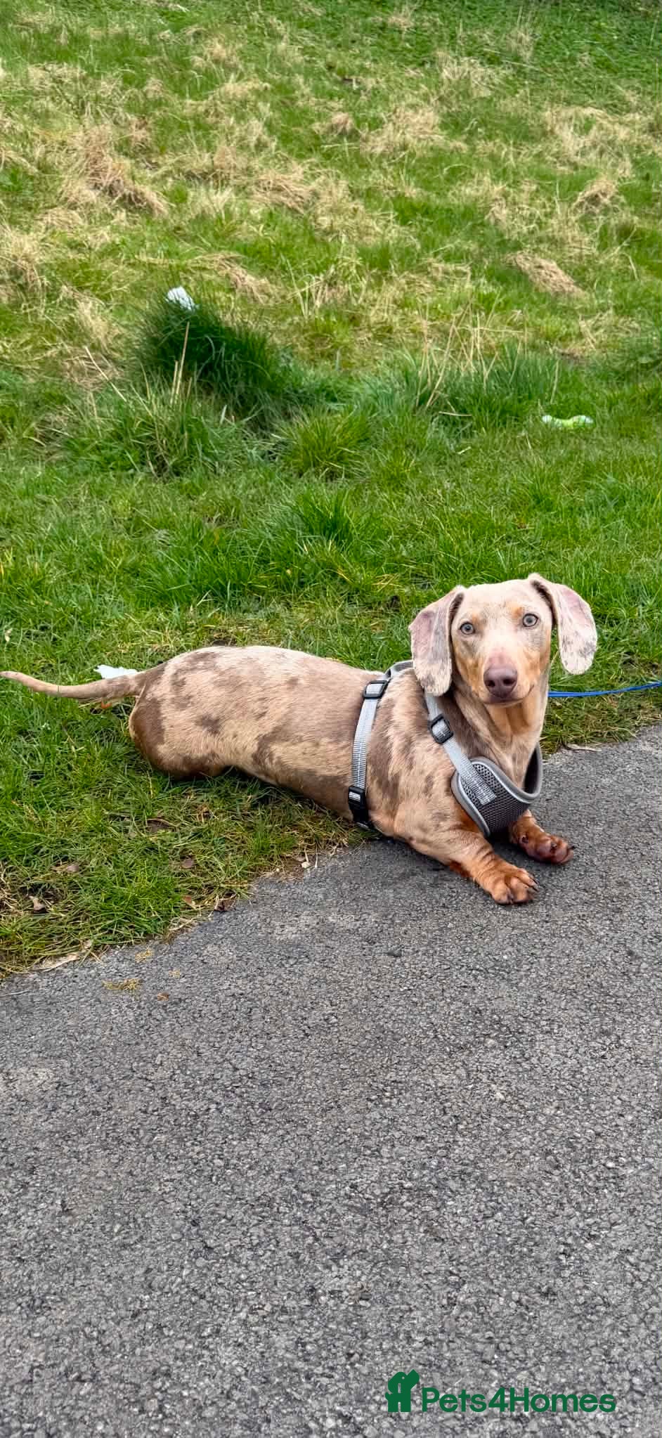 Frankie 