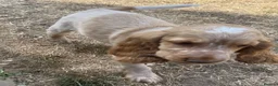 Cocker Spaniel dogs for sale: Stunning KC Pedigree Show type Cocker Spaniels - Advert 12