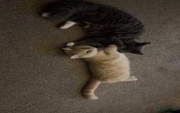 British Longhair cats for sale: X2 7 month old male kittens - Advert 13