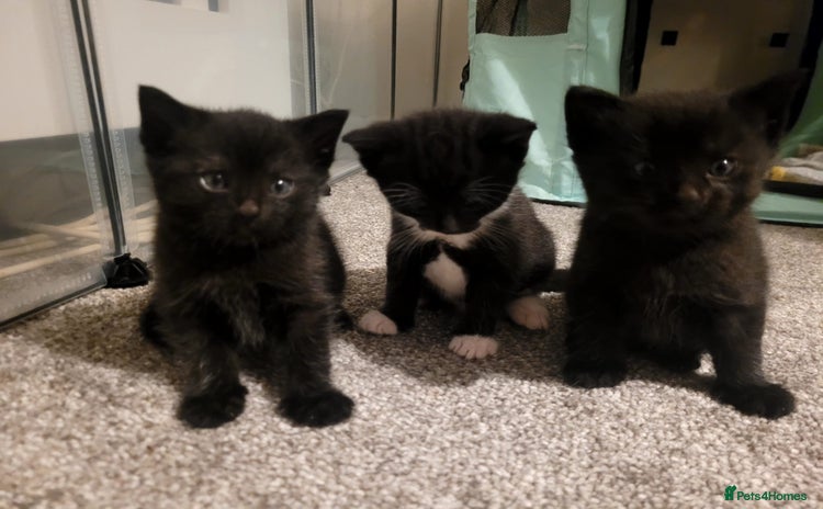 Domestic Shorthair cats - Advert 4