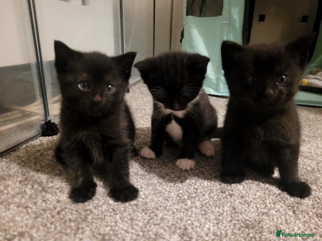 Domestic Shorthair cats for sale: Domestic shorthair/medium hair kittens - Image 1