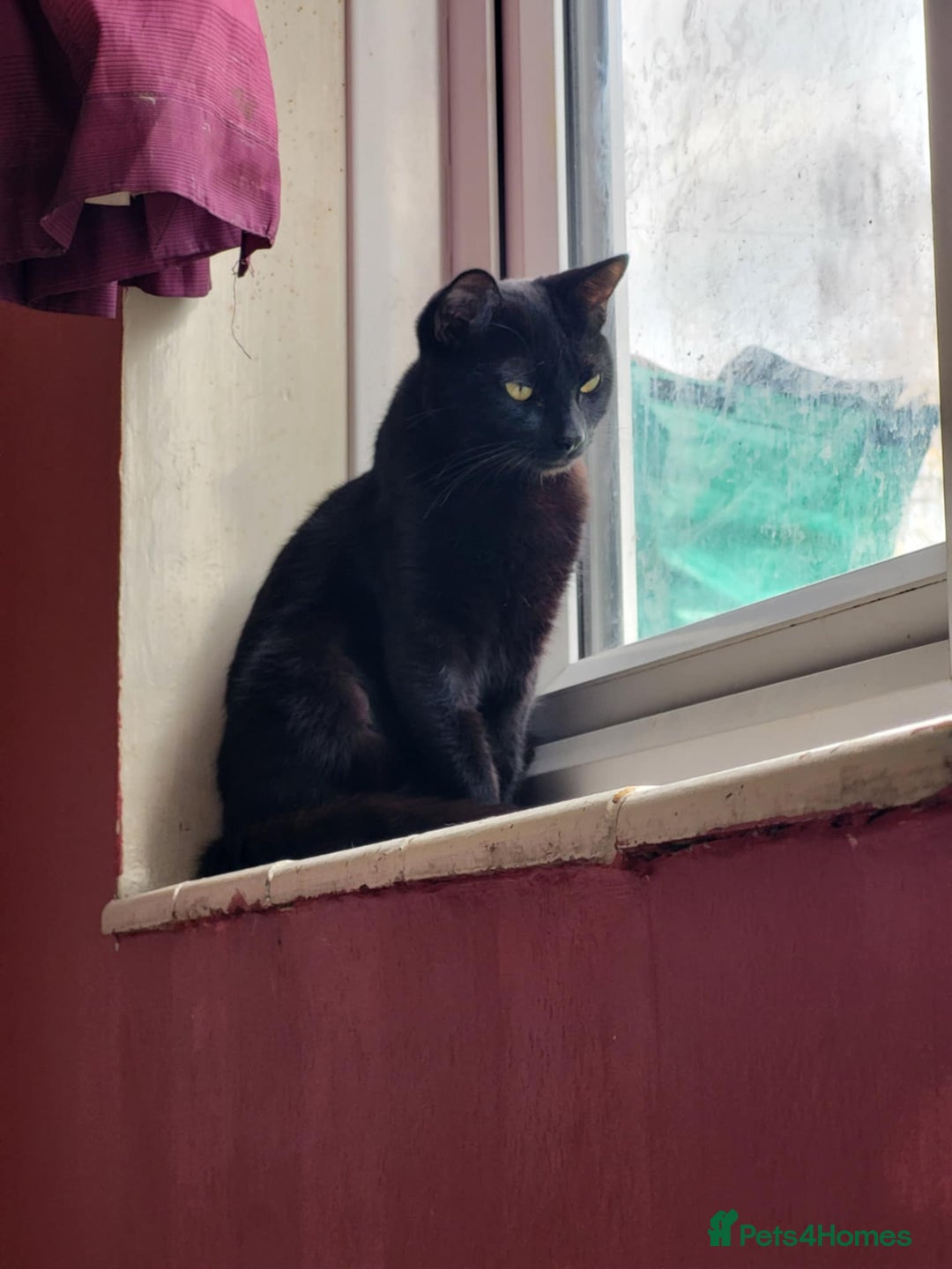 Mixed Breed cats for sale: Dad and Daughter  - Advert 6