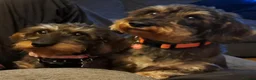 Dachshund dogs for sale: Minature Wire Haired Dachshunds Needing Rehoming - Advert 6