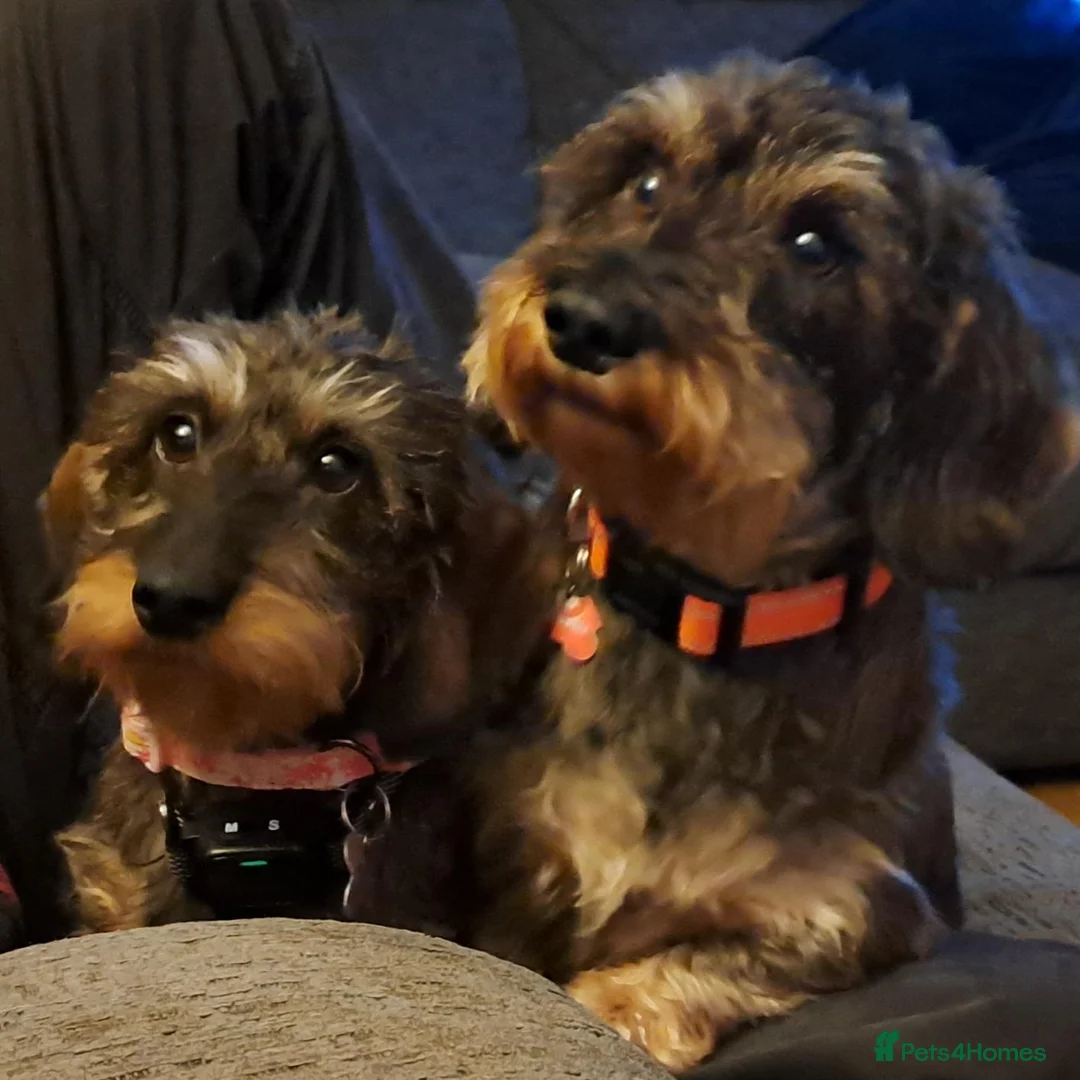 Dachshund dogs for sale: Minature Wire Haired Dachshunds Needing Rehoming - Advert 6
