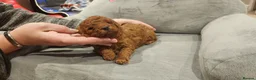 Labradoodle dogs for sale: 🐾 Beautiful F2b Mini Labradoodle Puppies  - Advert 38