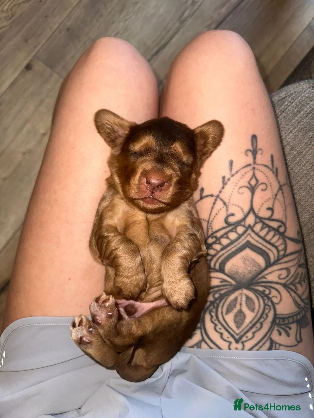 Cocker Spaniel dogs for sale: Cocker spaniel puppies for sale  - Advert 2