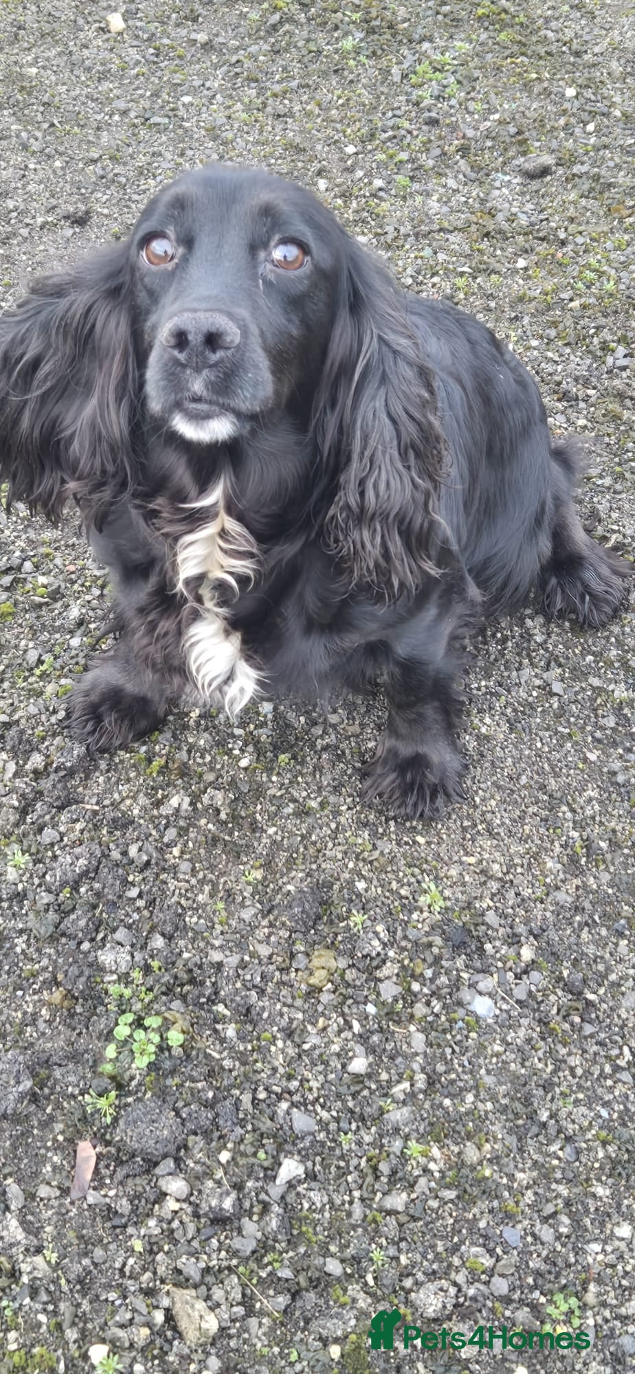 Cocker Spaniel dogs Stunning FTC Kc registered, Cocker spaniel puppies - Advert 1