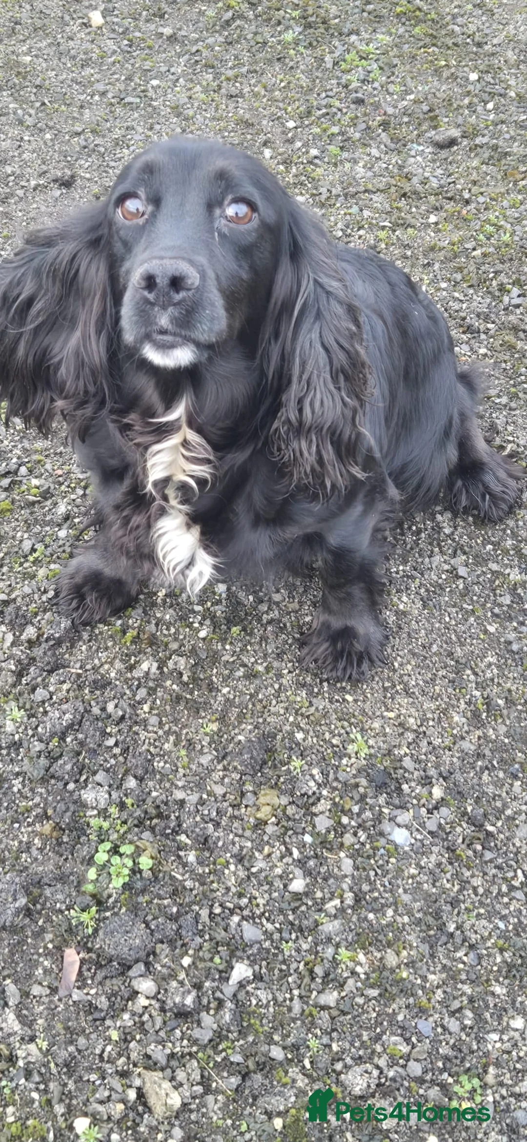 Cocker Spaniel dogs for sale: Stunning FTC Kc registered, Cocker spaniel puppies - Advert 1