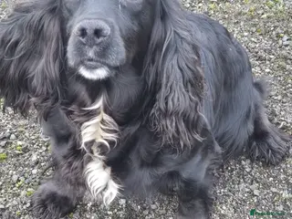 Cocker Spaniel dogs Stunning FTC Kc registered, Cocker spaniel puppies - Advert 4