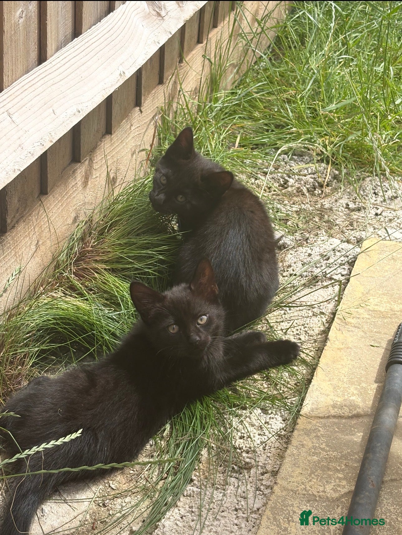 Mixed Breed cats Kittens for sale  - Advert 7