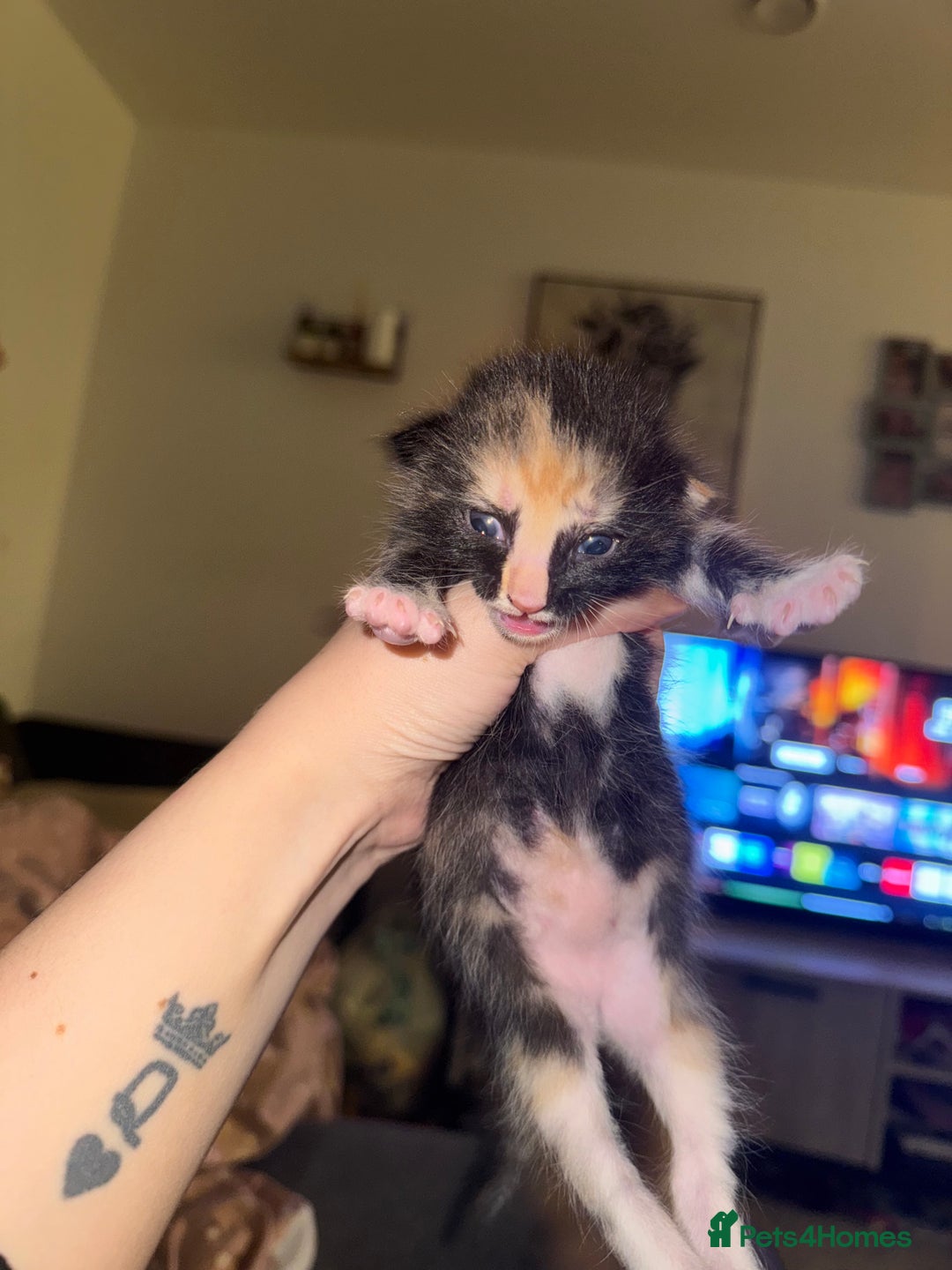 Mixed Breed cats for sale: 5 beautiful kittens PLEASE READ DESCRIPTION  - Advert 9