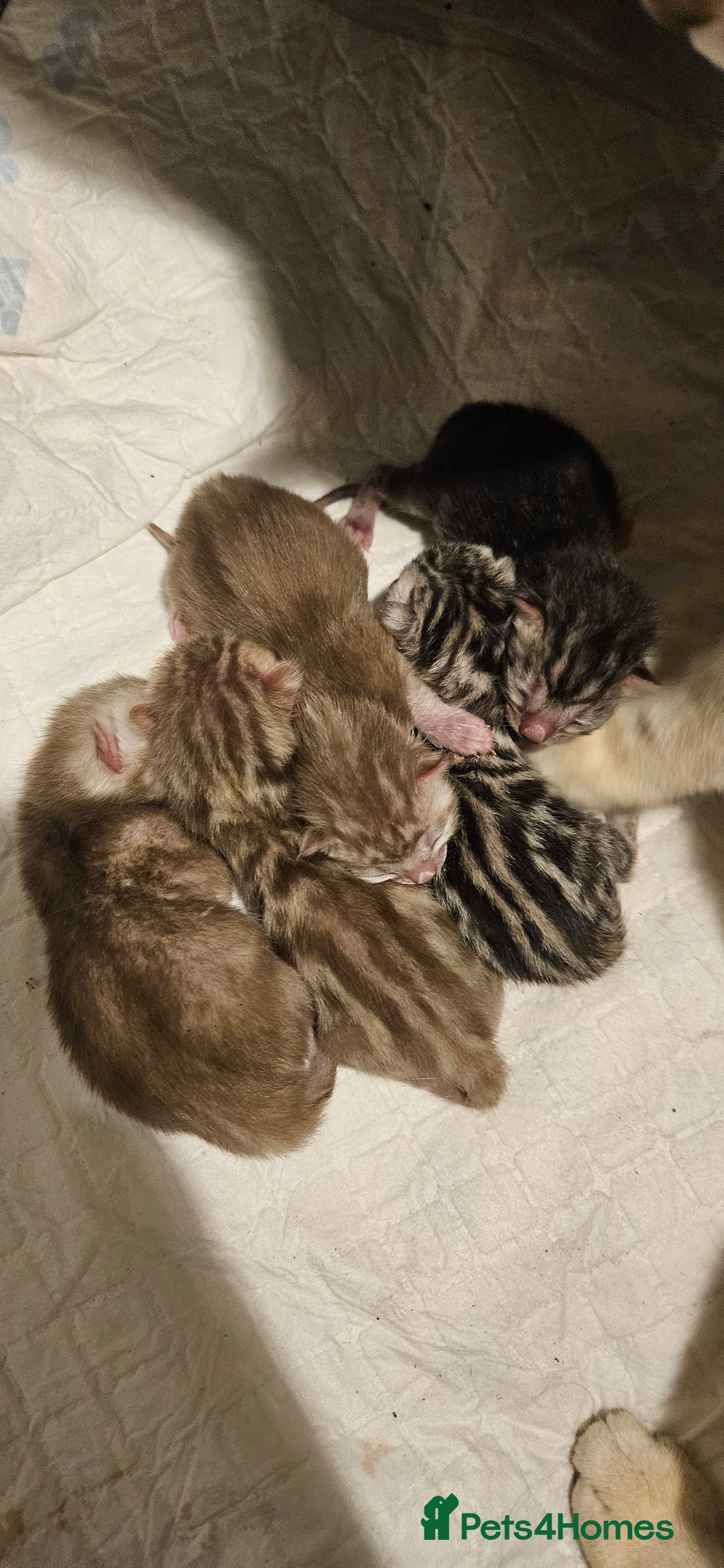 Bengal cats for sale: Rare Bengal babies - Image 33