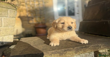 Golden Retriever dogs Four gorgeous boys available  - Advert 5