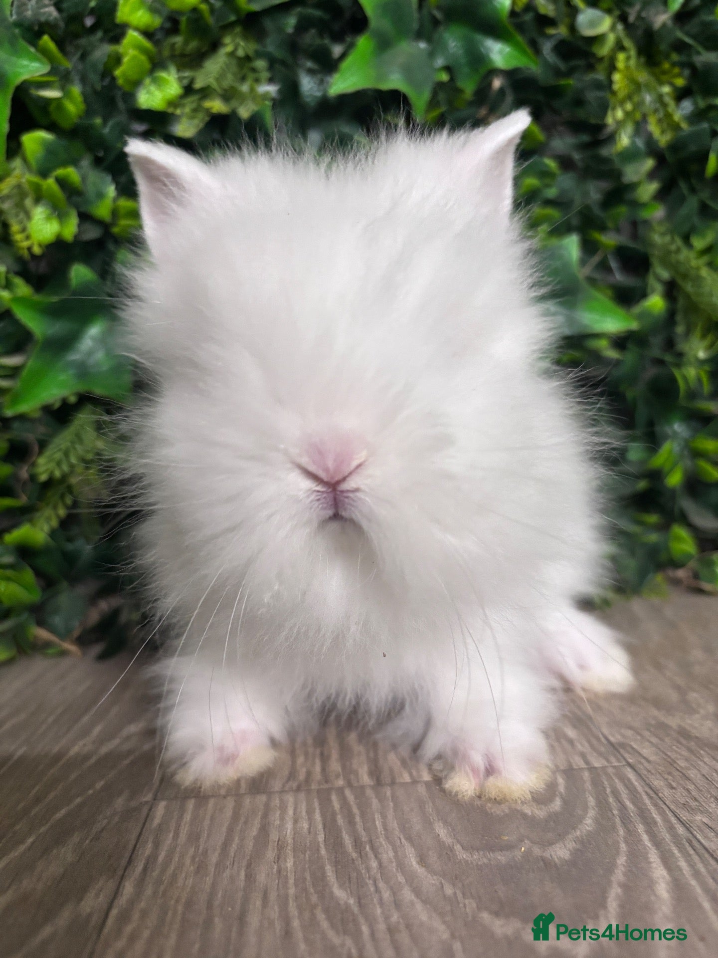 Lionhead rabbits BEAUTIFUL BABY LIONHEAD BUNNIES  - Advert 2