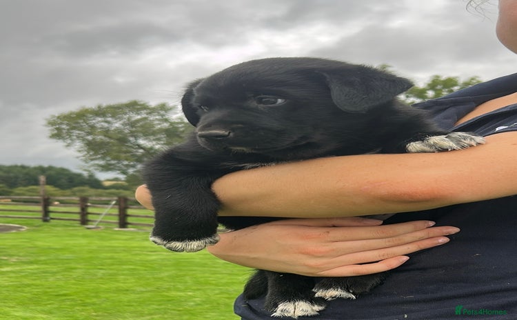Borador dogs - Advert 1