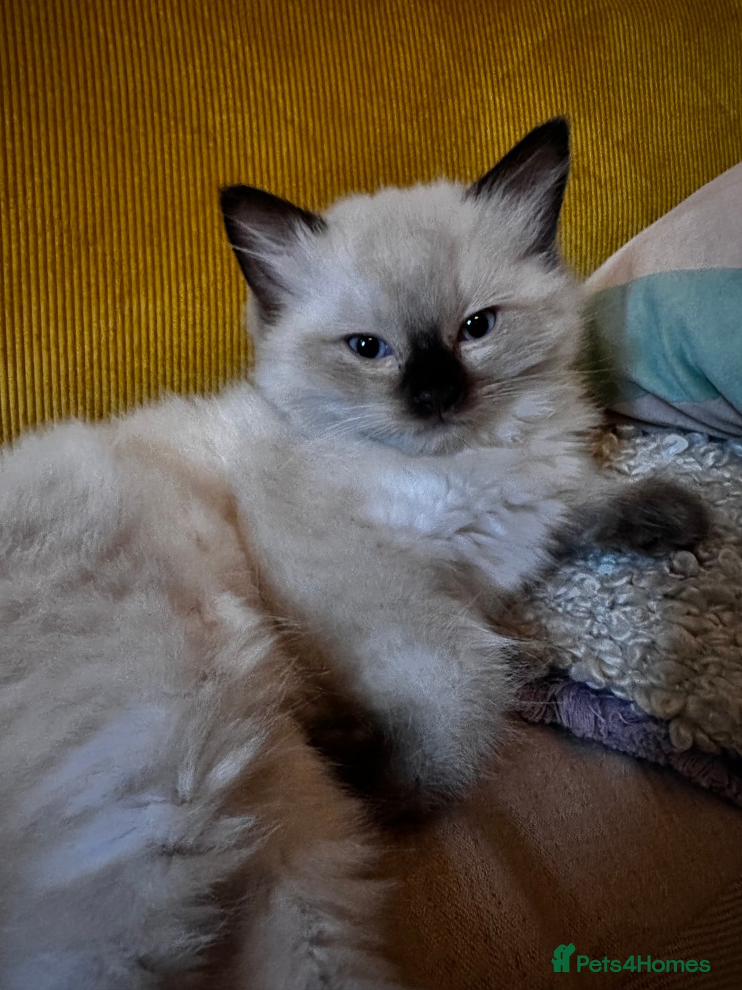Ragdoll cats for sale: Beautiful Chocolate point Ragdoll kittens  - Image 12