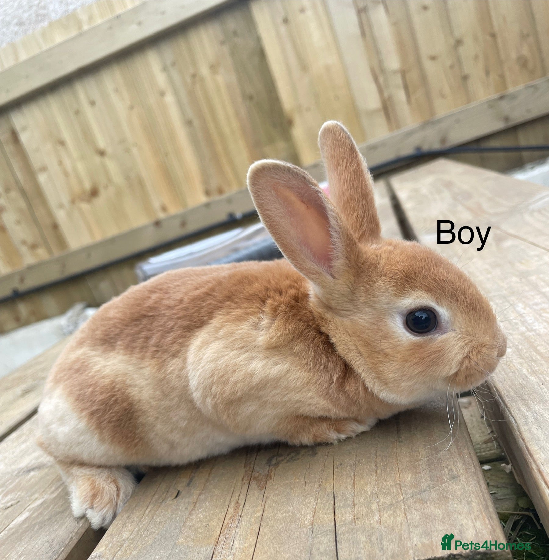 Rex rabbits 💖Pure bred mini Rex💖 - Advert 1