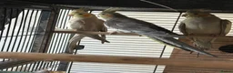 Mixed Breed birds for sale: Baby Cocatiel birds and budgies - Advert 18