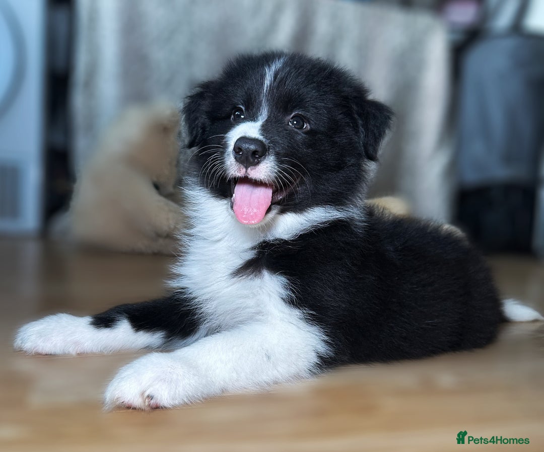 Border Collie dogs for sale: Champion line pups from health tested parents   - Image 5
